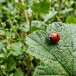 Experts Urge Toronto Metro Residents to Rethink Their Relationship with Insects